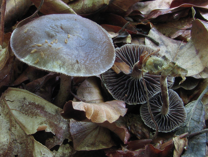 Fungo di cui non so nemmeno il genere (Psilocybe sp.?)